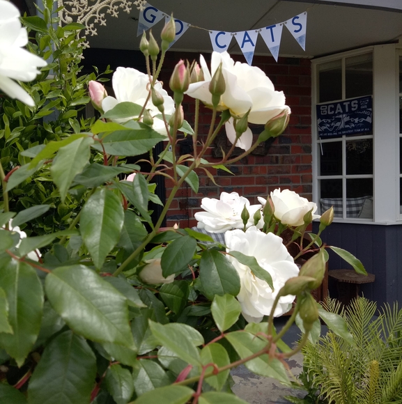 Meet your Posher, Lynne - Picture 1 of 1